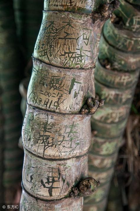 羅漢竹盆栽 蛇的六合貴人